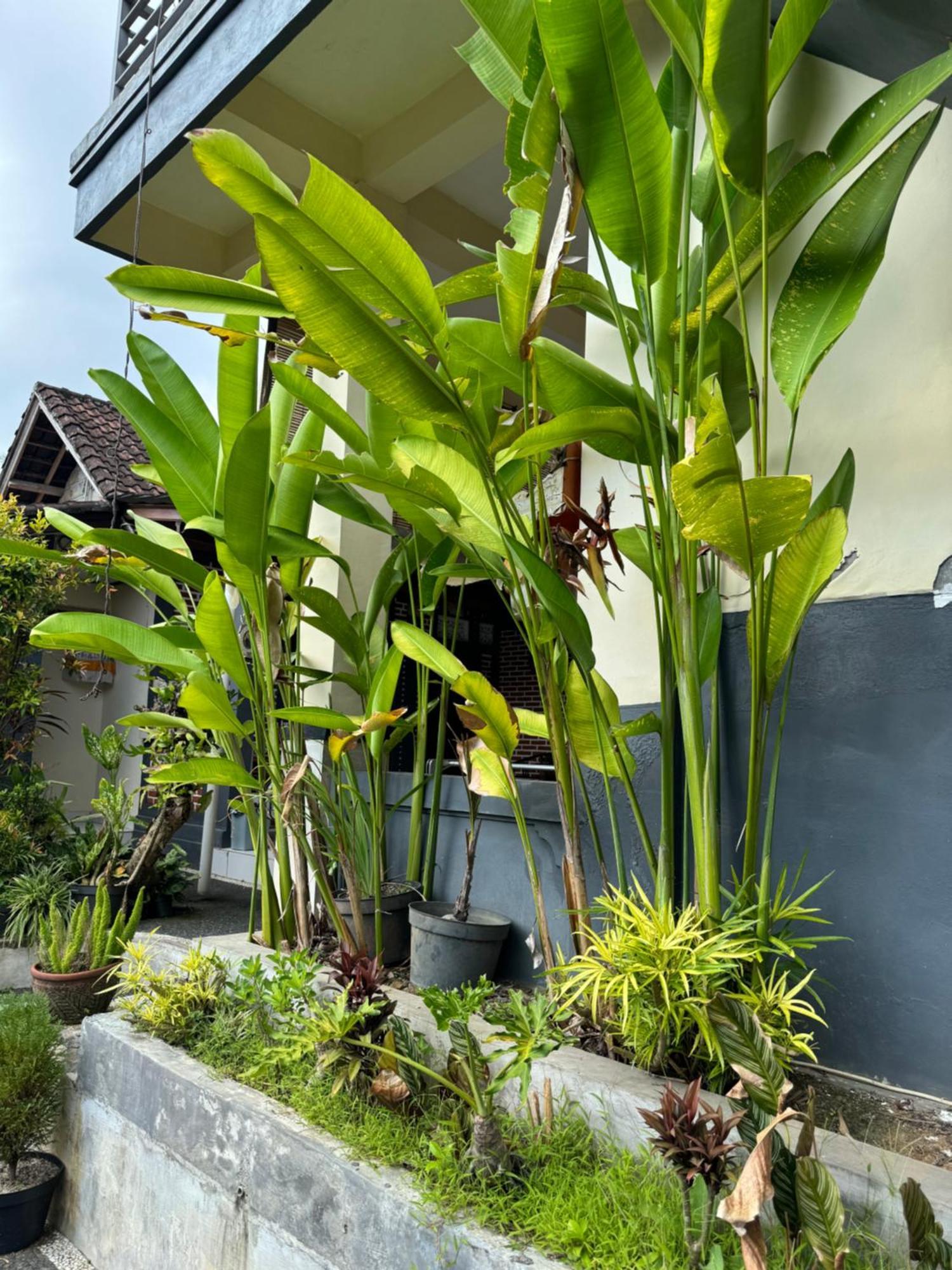 Rama Homestay Ubud  Ngoại thất bức ảnh